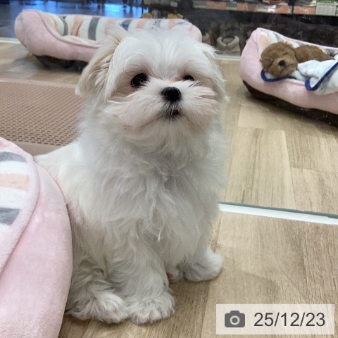 岐阜県のマルチーズ (ペットプラス 各務原店/2025年10月14日生まれ/女の子/ホワイト)の子犬の3枚目の画像