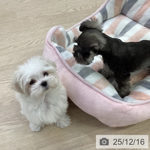 マルチーズの写真