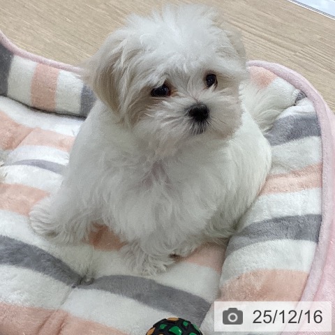 マルチーズの写真
