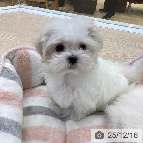 マルチーズの写真