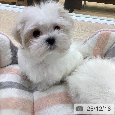 マルチーズの写真
