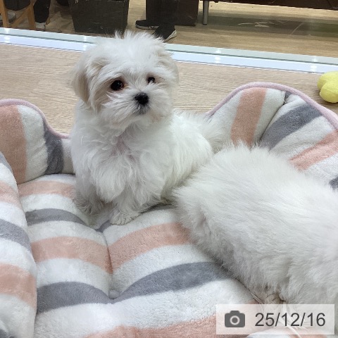 マルチーズの写真