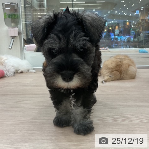 愛知県のミニチュアシュナウザー (ペットプラス 豊田店/2025年10月14日生まれ/男の子/ソルトペッパー)の子犬の3枚目の画像