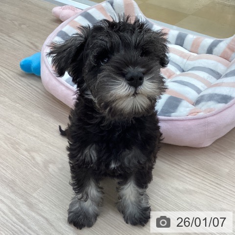 愛知県のミニチュアシュナウザー (ペットプラス 豊田店/2025年10月14日生まれ/男の子/ソルトペッパー)の子犬の4枚目の画像