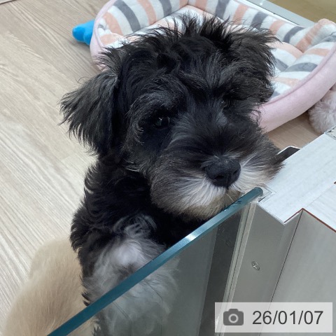 愛知県のミニチュアシュナウザー (ペットプラス 豊田店/2025年10月14日生まれ/男の子/ソルトペッパー)の子犬の3枚目の画像