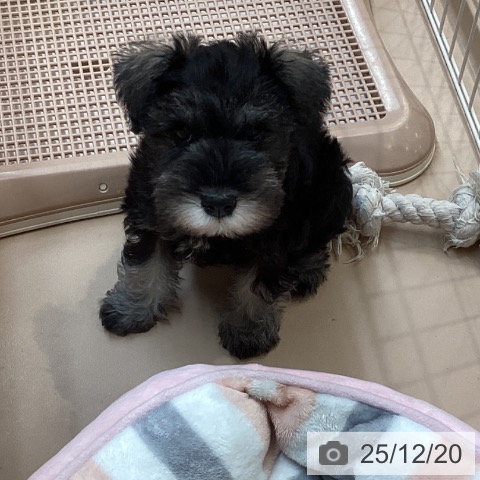 愛知県のミニチュアシュナウザー (ペットプラス 千種店/2025年10月14日生まれ/女の子/ソルトペッパー)の子犬の4枚目の画像