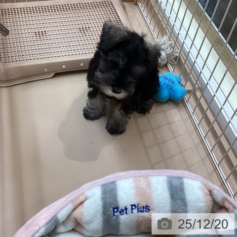 愛知県のミニチュアシュナウザー (ペットプラス 千種店/2025年10月14日生まれ/女の子/ソルトペッパー)の子犬の3枚目の画像