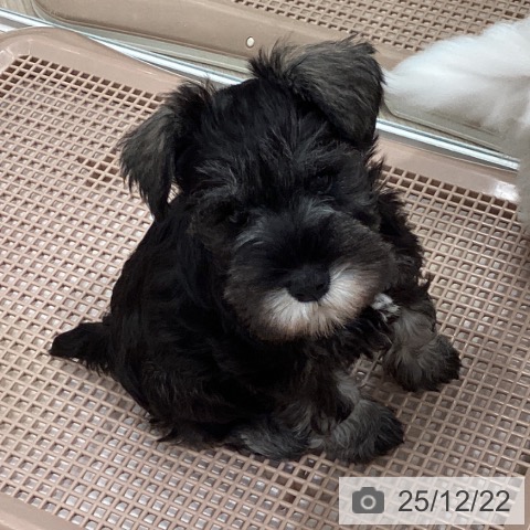 ミニチュア・シュナウザーの写真