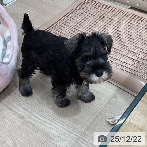 石川県のミニチュアシュナウザー (ペットプラス かほく店/2025年10月14日生まれ/女の子/ソルトペッパー)の子犬の4枚目の画像