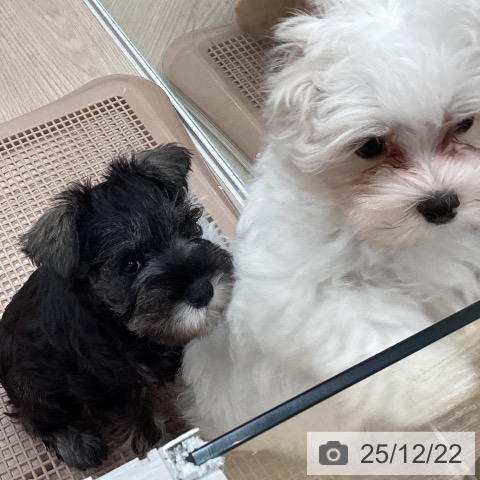 石川県のミニチュアシュナウザー (ペットプラス かほく店/2025年10月14日生まれ/女の子/ソルトペッパー)の子犬の3枚目の画像