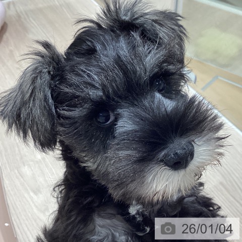 石川県のミニチュアシュナウザー (ペットプラス かほく店/2025年10月14日生まれ/女の子/ソルトペッパー)の子犬の4枚目の画像