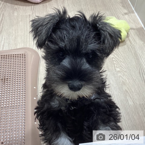 石川県のミニチュアシュナウザー (ペットプラス かほく店/2025年10月14日生まれ/女の子/ソルトペッパー)の子犬の3枚目の画像