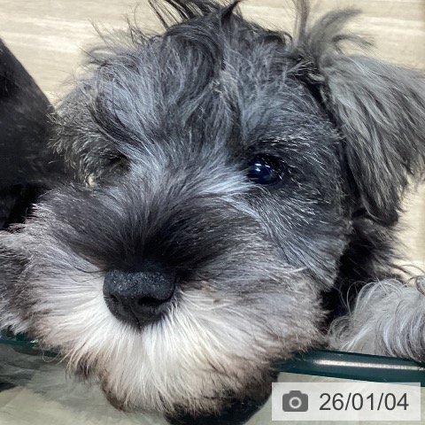 愛知県のミニチュアシュナウザー (ペットプラス みなと店/2025年10月14日生まれ/女の子/ソルトペッパー)の子犬の3枚目の画像