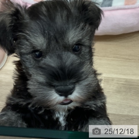 愛知県のミニチュアシュナウザー (ペットプラス 東浦店/2025年10月16日生まれ/男の子/ソルトペッパー)の子犬の3枚目の画像