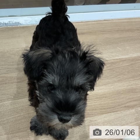 愛知県のミニチュアシュナウザー (ペットプラス 東浦店/2025年10月16日生まれ/男の子/ソルトペッパー)の子犬の3枚目の画像