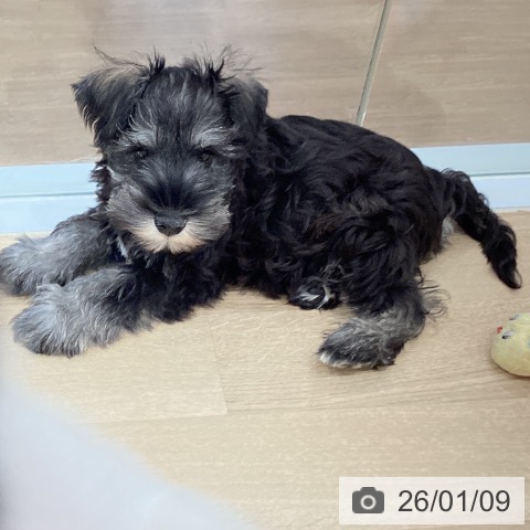 愛知県のミニチュアシュナウザー (ペットプラス 東浦店/2025年10月16日生まれ/男の子/ソルトペッパー)の子犬の3枚目の画像