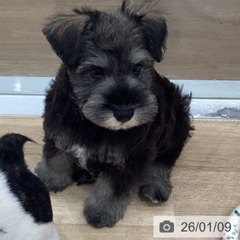 愛知県のミニチュアシュナウザー (ペットプラス 東浦店/2025年10月16日生まれ/男の子/ソルトペッパー)の子犬の3枚目の画像