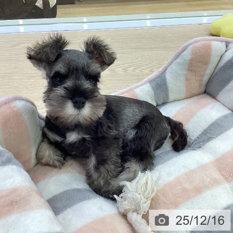 ミニチュア・シュナウザーの写真