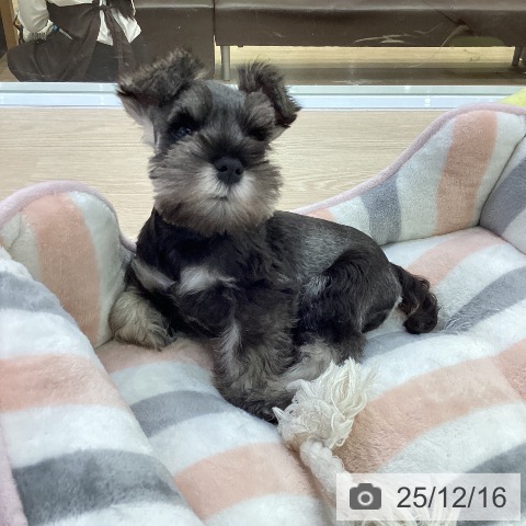 ミニチュア・シュナウザーの写真