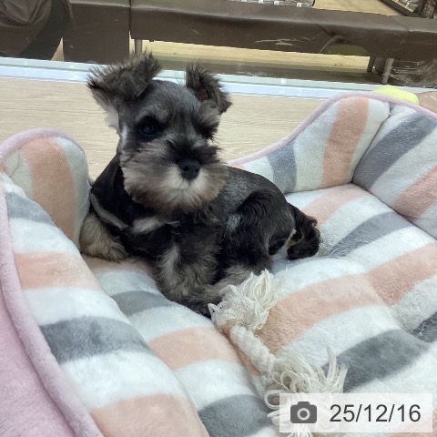 ミニチュア・シュナウザーの写真