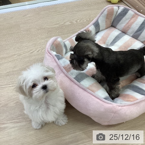 ミニチュア・シュナウザーの写真