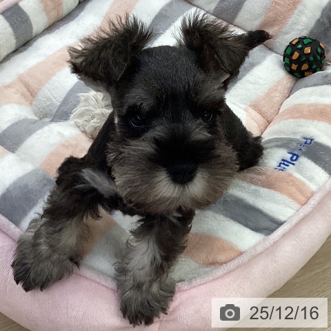 ミニチュア・シュナウザーの写真