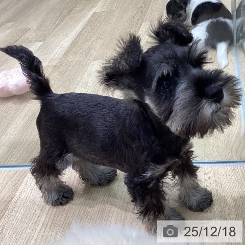 ミニチュア・シュナウザーの写真