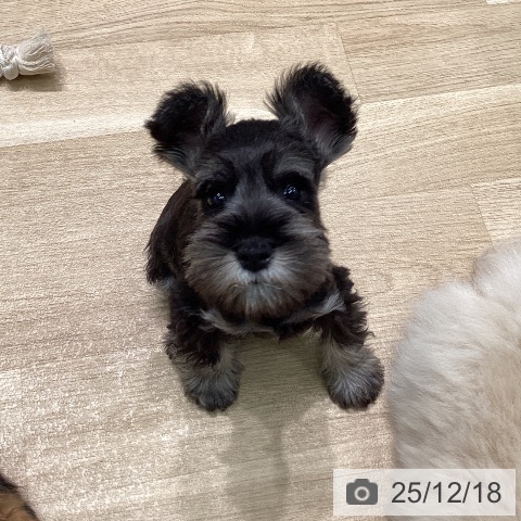 ミニチュア・シュナウザーの写真