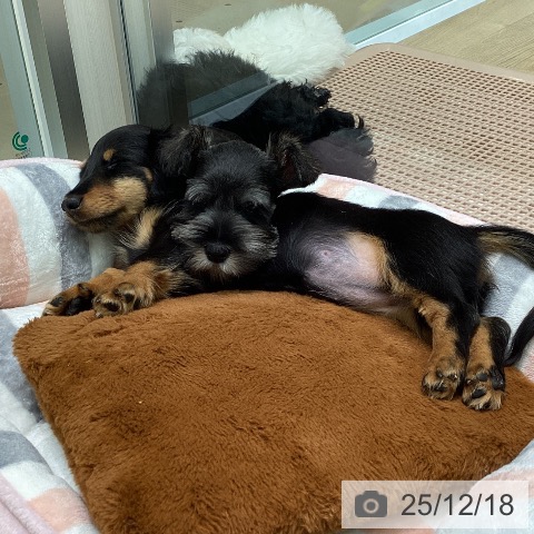 ミニチュア・シュナウザーの写真