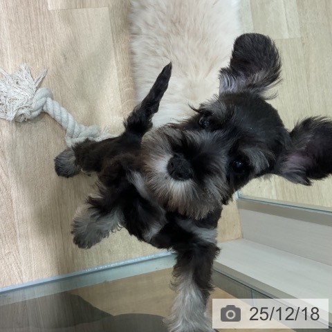 ミニチュア・シュナウザーの写真