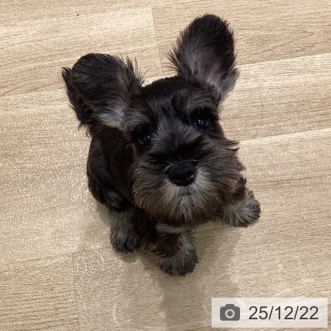 愛知県のミニチュアシュナウザー (ペットプラス 則武新町店/2025年10月14日生まれ/女の子/ソルトペッパー)の子犬の3枚目の画像