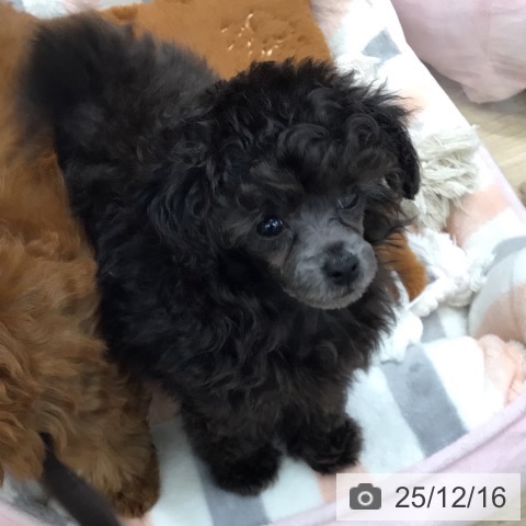 トイ・プードルの写真