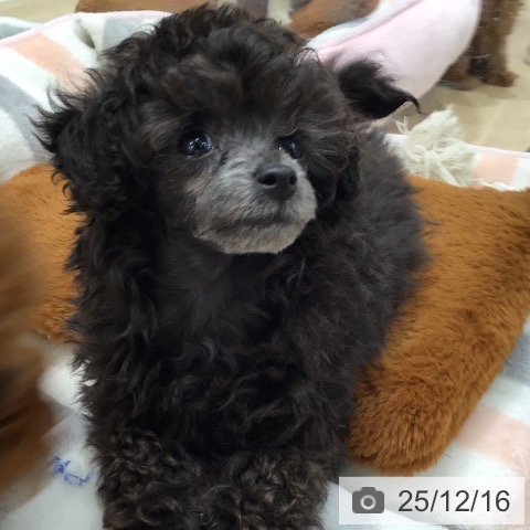 トイ・プードルの写真