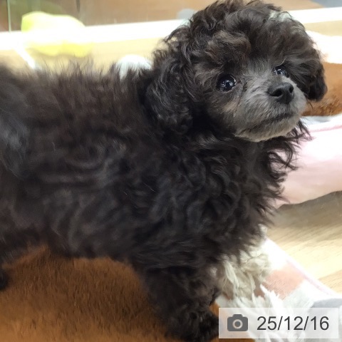 トイ・プードルの写真