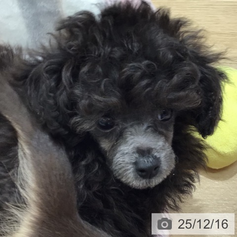 トイ・プードルの写真