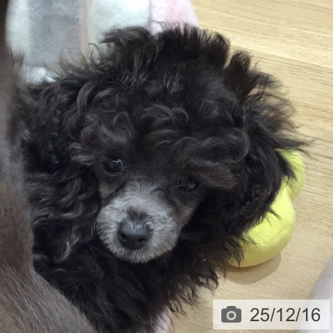 トイ・プードルの写真