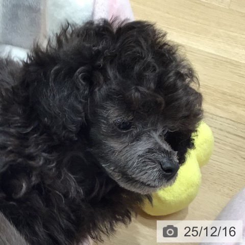 トイ・プードルの写真