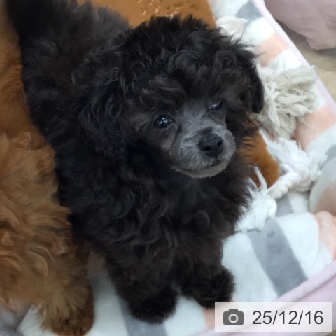 トイ・プードルの写真