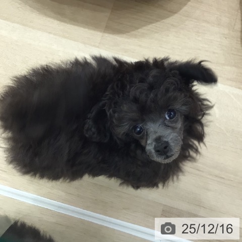 トイ・プードルの写真