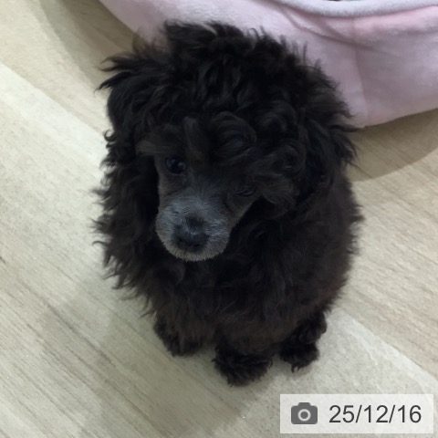 トイ・プードルの写真