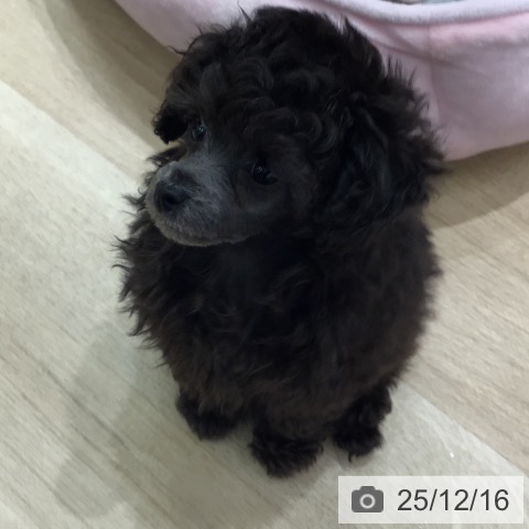 トイ・プードルの写真