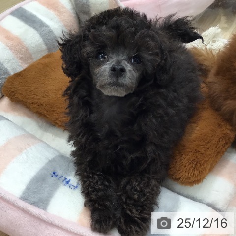 トイ・プードルの写真