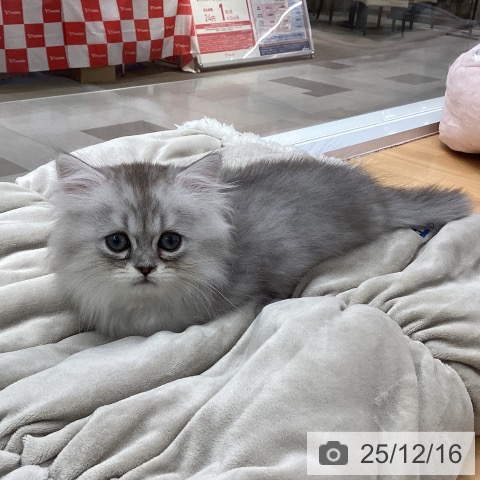 ミヌエットの写真