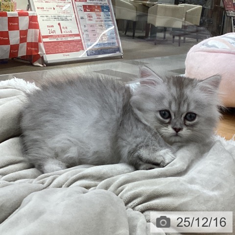 愛知県のミヌエット (ペットプラス 豊田店/2025年10月7日生まれ/男の子/シルバータビー)の子猫の3枚目の画像