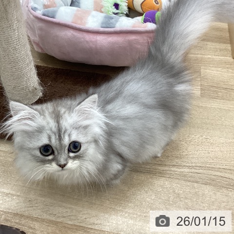 愛知県のミヌエット (ペットプラス 豊橋牧野店/2025年10月7日生まれ/男の子/シルバータビー)の子猫の4枚目の画像