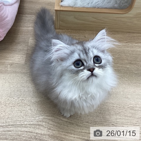 愛知県のミヌエット (ペットプラス 豊橋牧野店/2025年10月7日生まれ/男の子/シルバータビー)の子猫の3枚目の画像