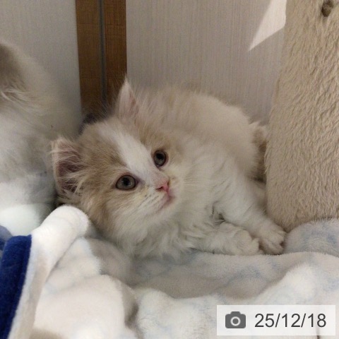 岐阜県のミヌエット (ペットプラス 各務原店/2025年10月16日生まれ/女の子/クリームタビーホワイト)の子猫の3枚目の画像