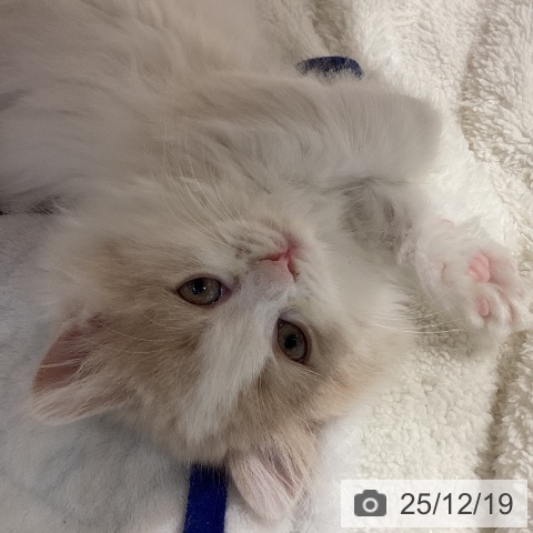 岐阜県のミヌエット (ペットプラス 各務原店/2025年10月16日生まれ/女の子/クリームタビーホワイト)の子猫の3枚目の画像