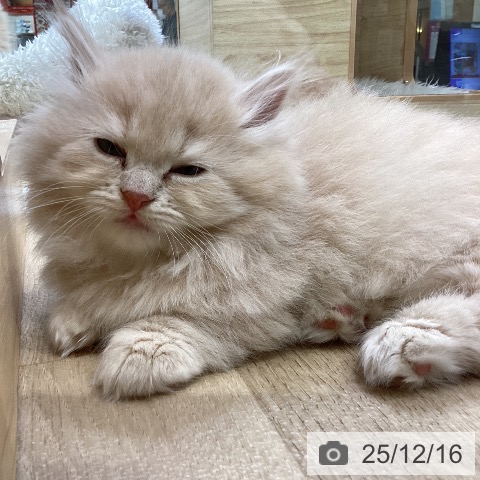 ミヌエットの写真