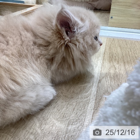 ミヌエットの写真